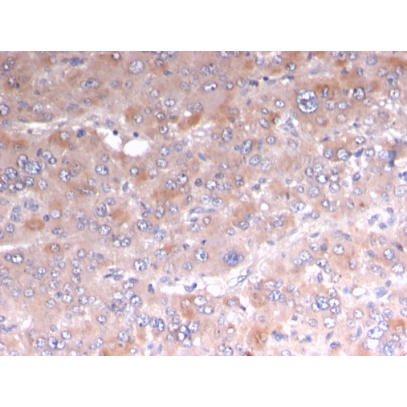 Biotium BNC043185-100, Adipophilin / Perilipin-2 (Marker of Lipid Accumulation)(rADFP/1493), CF405S conjugate, 0.1mg/mL