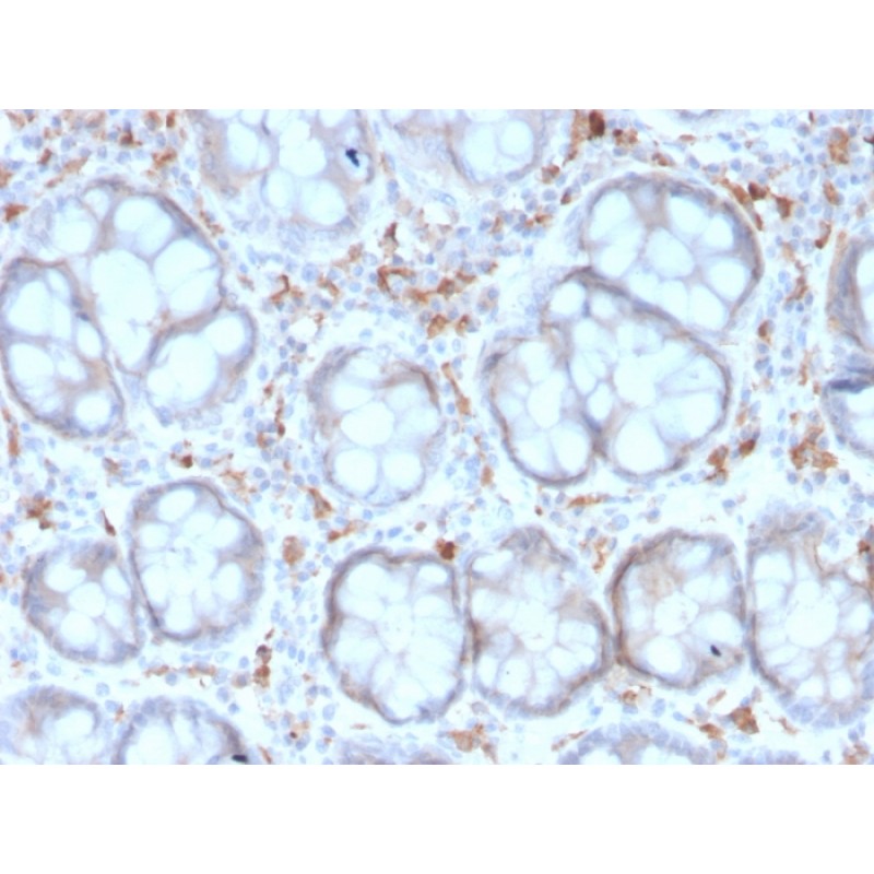Biotium BNC043190-500, CD209 / DC-SIGN (Pathogen Receptor on Dendritic Cells)(rC209/1781), CF405S conjugate, 0.1mg/mL