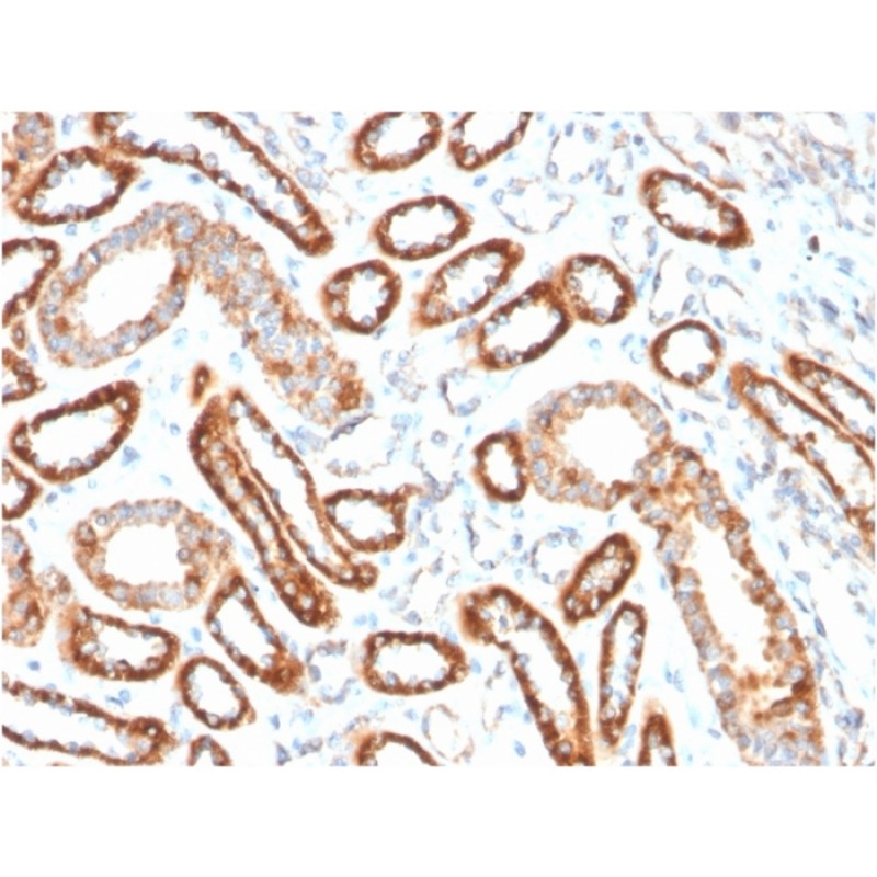 Biotium BNC043201-100, CD137 / 4-1BB / TNFRSF9(4-1BB/3201), CF405S conjugate, 0.1mg/mL