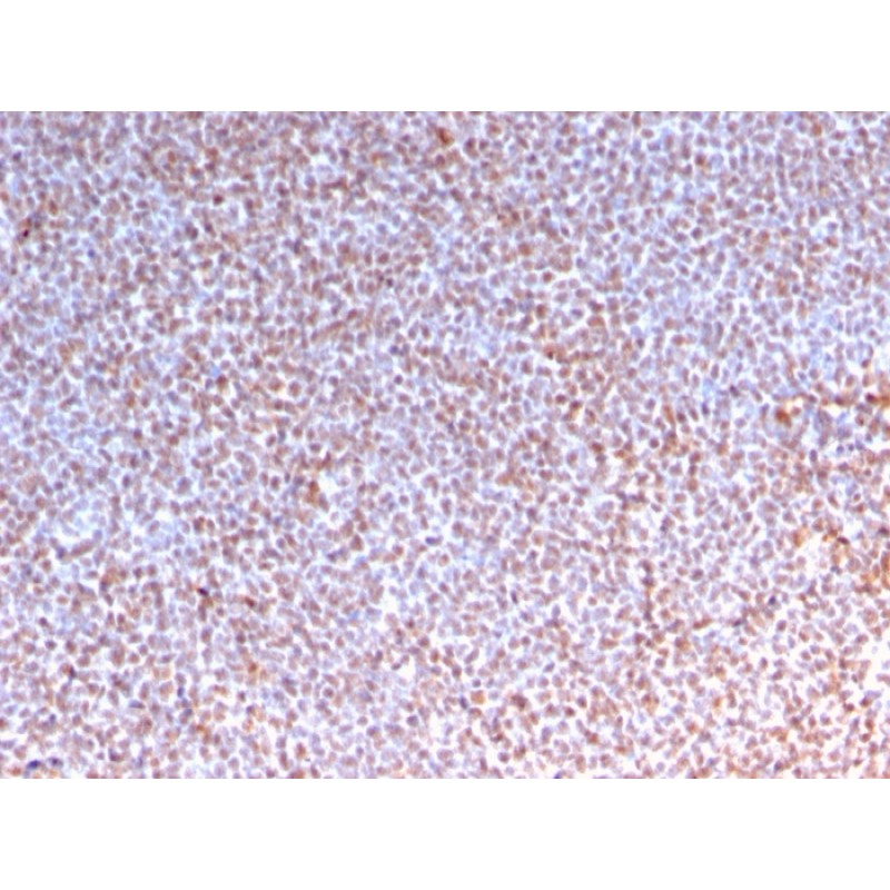 Biotium BNC043218-100, ALK (Anaplastic Lymphoma Kinase) / CD246(ALK/3218R), CF405S conjugate, 0.1mg/mL