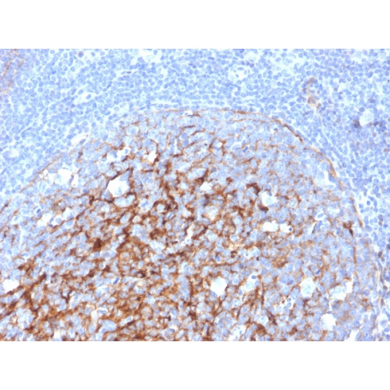 Biotium BNC043247-500, CD21 (Mature B-Cell & Follicular Dendritic Cell Marker)(CR2/3247), CF405S conjugate, 0.1mg/mL