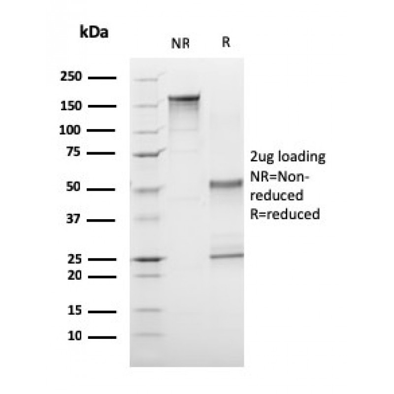 Biotium BNC043249-500, CD1a / HTA1 (Mature Langerhans Cells Marker)(C1A/3249), CF405S conjugate, 0.1mg/mL
