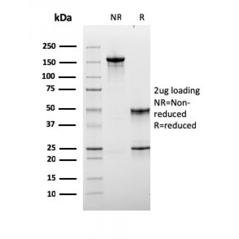Lymphocyte Activation Gene 3 (LAG-3) (Negative Checkpoint Regulator)(LAG3/3261), CF405S conjugate, 0.1mg/mL