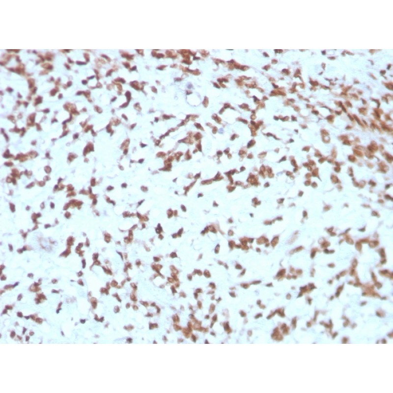 Biotium BNC043275-500, Cathepsin D (Tumor Marker)(CTSD/3275), CF405S conjugate, 0.1mg/mL