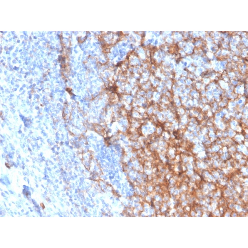 Biotium BNC043337-500, CD11b / MAC-1 (Microglial Marker)(ITGAM/3337), CF405S conjugate, 0.1mg/mL