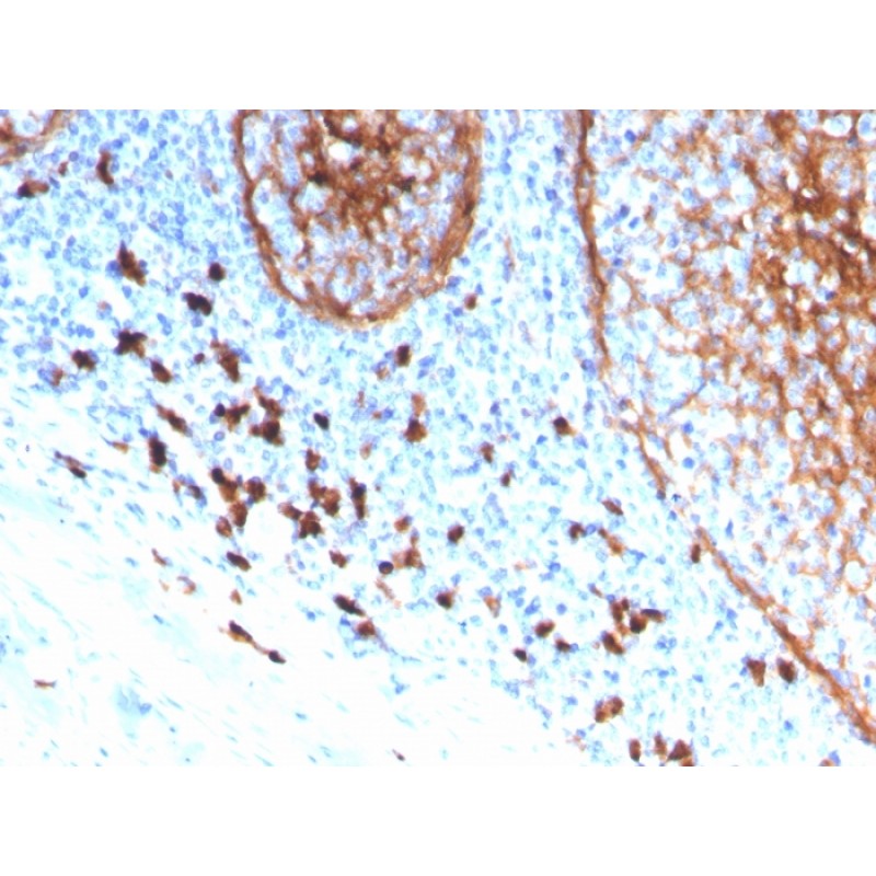 Biotium BNC043339-100, CD11b / MAC-1 (Microglial Marker)(ITGAM/3339), CF405S conjugate, 0.1mg/mL