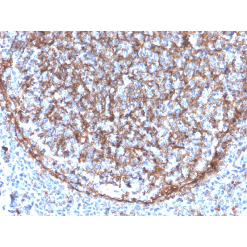Biotium BNC043340-100, CD11b / MAC-1 (Microglial Marker)(ITGAM/3340), CF405S conjugate, 0.1mg/mL