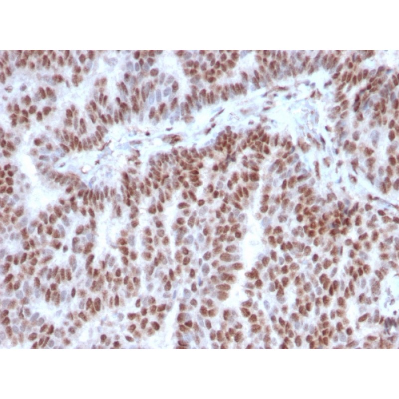 Estrogen Receptor, alpha (Marker of Estrogen Dependence)(ESR1/3342), CF405S conjugate, 0.1mg/mL