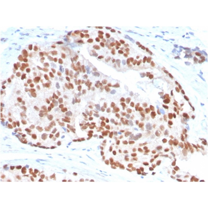 NKX3.1 (Metastatic Prostate Adenocarcinoma Marker)(NKX3.1/3347), CF405S conjugate, 0.1mg/mL