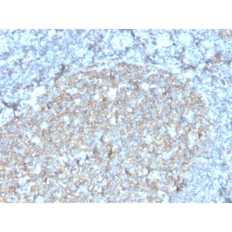 CD81 / TAPA-1 (rC81/3442), CF405S conjugate, 0.1mg/mL