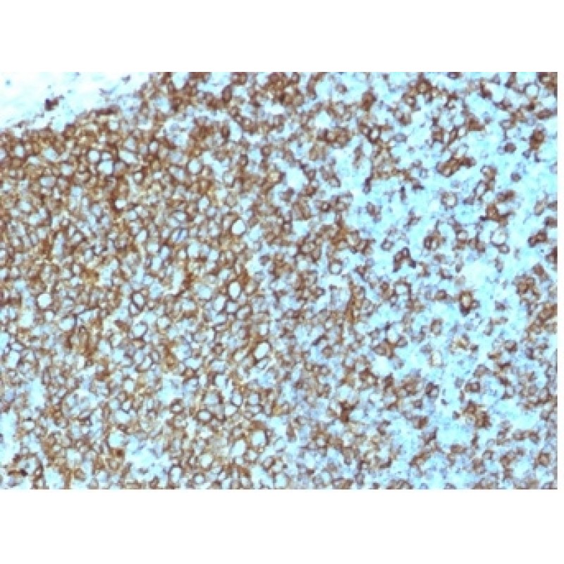 HLA-Pan (MHC II)(rHLA-Pan/3475), CF405S conjugate, 0.1mg/mL
