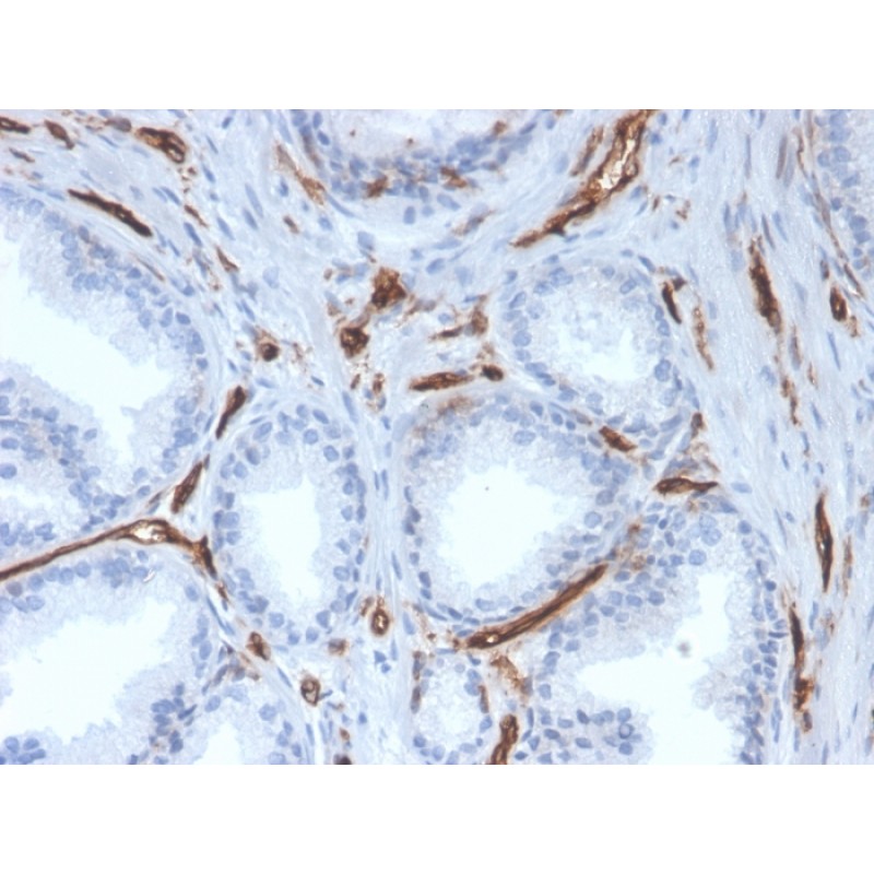 Biotium BNC043527-100, CD31 / PECAM-1 (Endothelial Cell Marker)(PECAM1/3527), CF405S conjugate, 0.1mg/mL