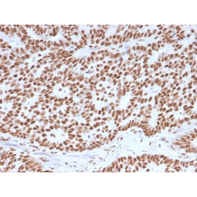 Estrogen Receptor, alpha (Marker of Estrogen Dependence)(ESR1/3557), CF405S conjugate, 0.1mg/mL