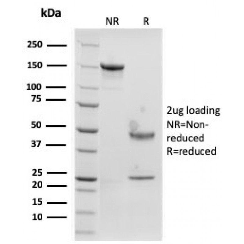 Langerin / CD207 (Marker of Langerhans Cells)(rLGRN/1821), CF405S conjugate, 0.1mg/mL