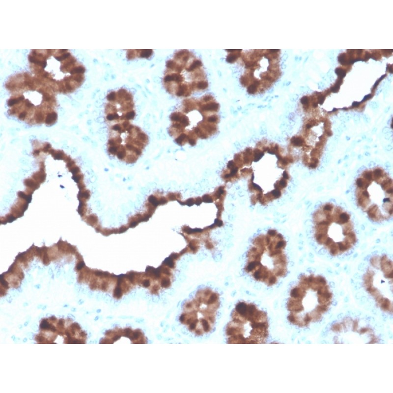 pS2 / pNR-2 / TFF1 (Estrogen-Regulated Protein)(rTFF1/1091), CF405S conjugate, 0.1mg/mL