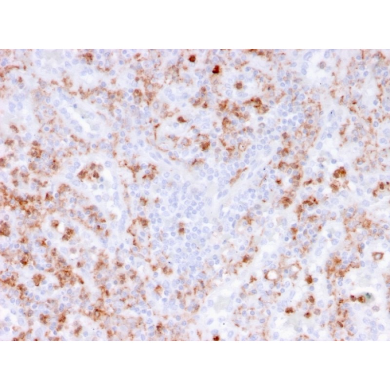 Biotium BNC043781-100, Calprotectin / MRP14 / S100A9 / Calgranulin B(rMAC3781), CF405S conjugate, 0.1mg/mL
