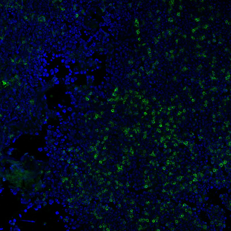 CD3e(RIV9), CF405M conjugate, 0.1mg/mL