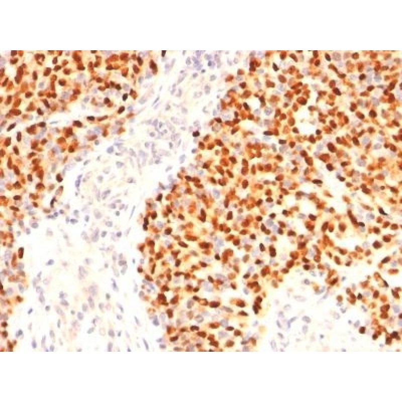 Myogenin(F5D), CF405M conjugate, 0.1mg/mL