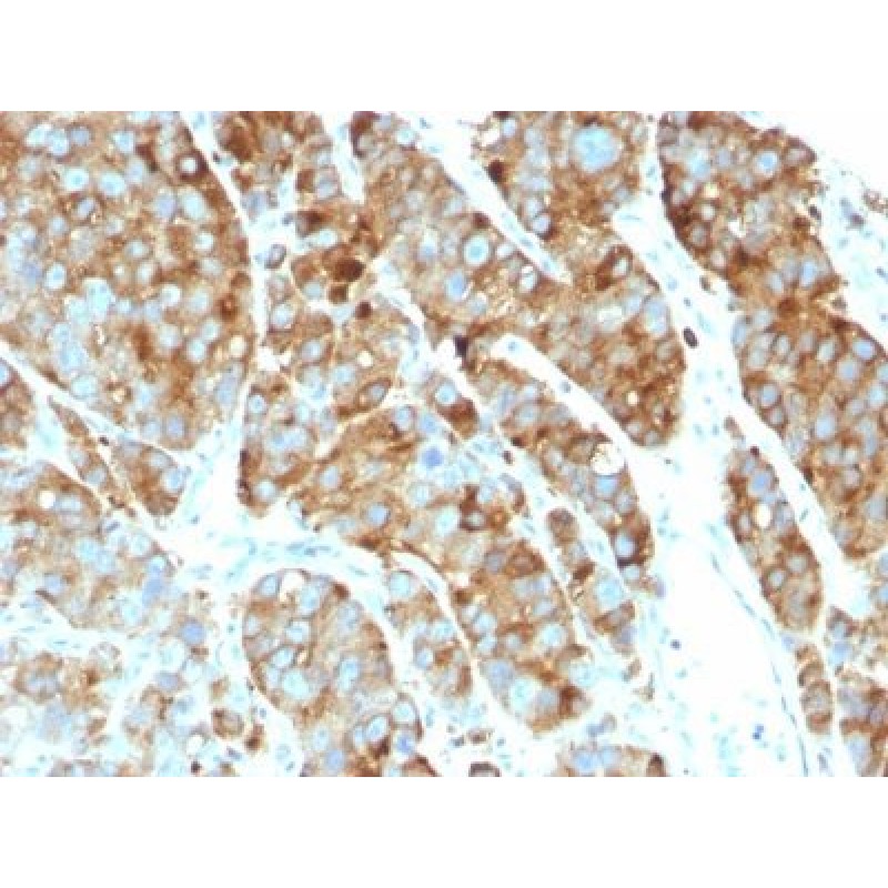 CD63(LAMP3/968), CF405M conjugate, 0.1mg/mL