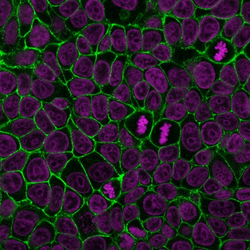 E-Cadherin / CD324 (Intercellular Junction Marker) (4A2), CF405M conjugate, 0.1mg/mL