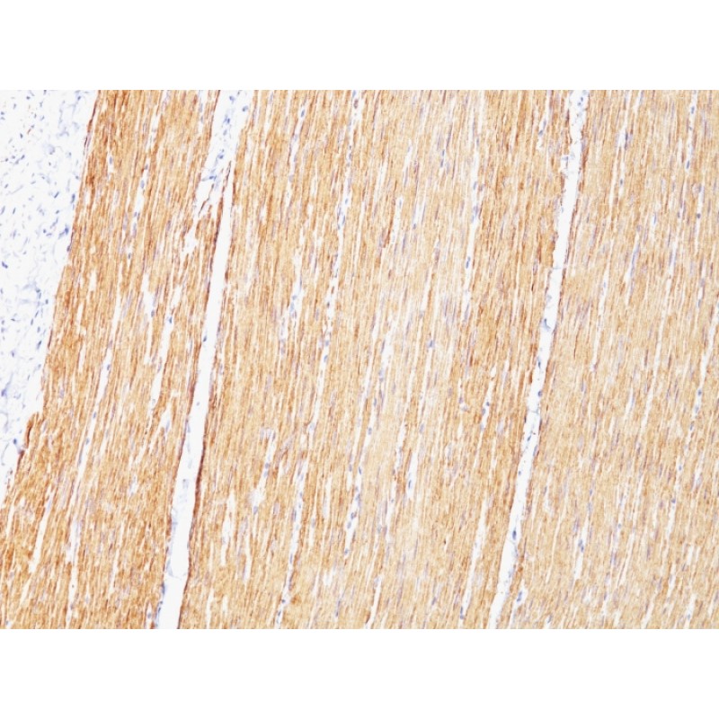 Desmin (Muscle Cell Marker)(D33), CF405M conjugate, 0.1mg/mL