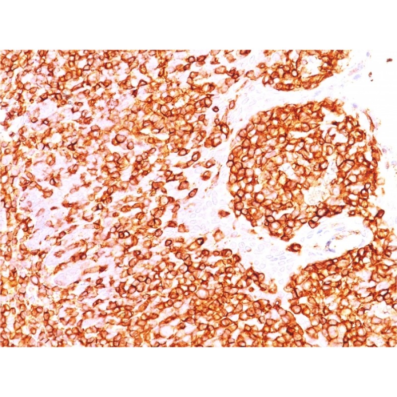 CD45 / LCA (B-Cell Marker)(rPTPRC/1460), CF405M conjugate, 0.1mg/mL