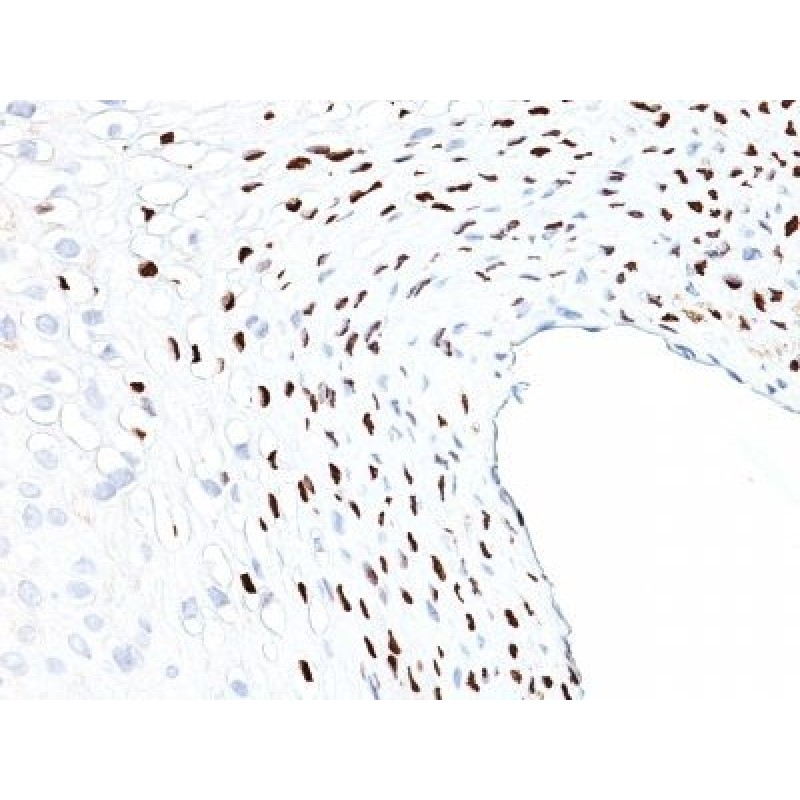 CMV-p65(CMV101), CF640R conjugate, 0.1mg/mL