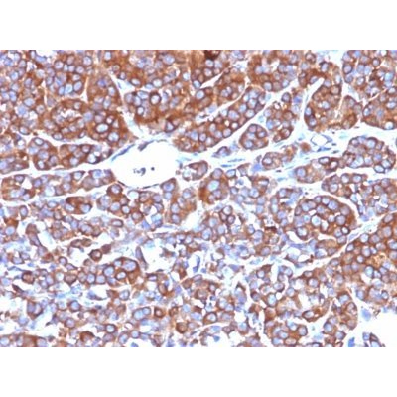 CD10(CB-CALLA), CF640R conjugate, 0.1mg/mL