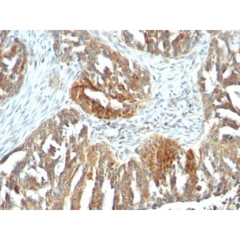 CD106 / VCAM1(B-K9), CF640R conjugate, 0.1mg/mL