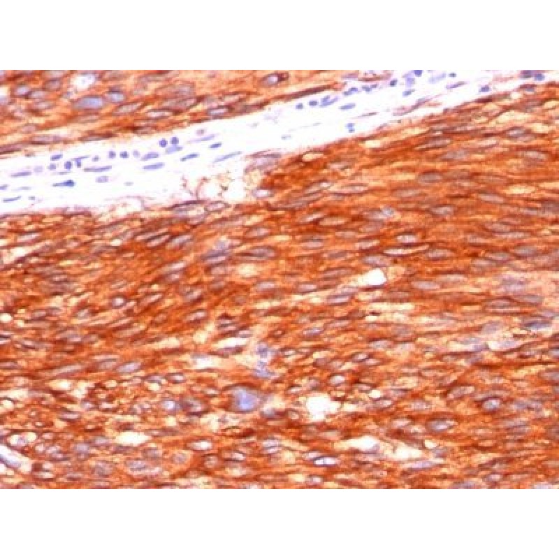 CD117(C117/370), CF640R conjugate, 0.1mg/mL