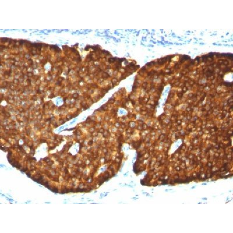 Chromogranin A(CHGA/413), CF640R conjugate, 0.1mg/mL