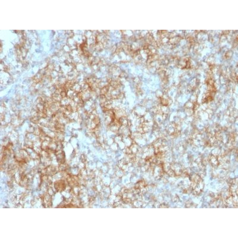 CD147(8D6), CF640R conjugate, 0.1mg/mL