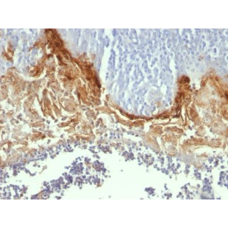 CD104(UM-A9), CF640R conjugate, 0.1mg/mL