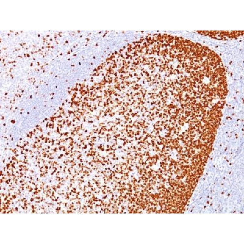 PCNA(PC10), CF640R conjugate, 0.1mg/mL