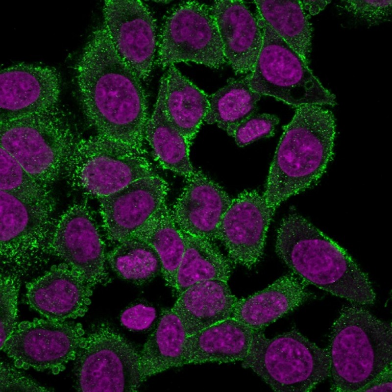 Moesin(MSN/492), CF640R conjugate, 0.1mg/mL