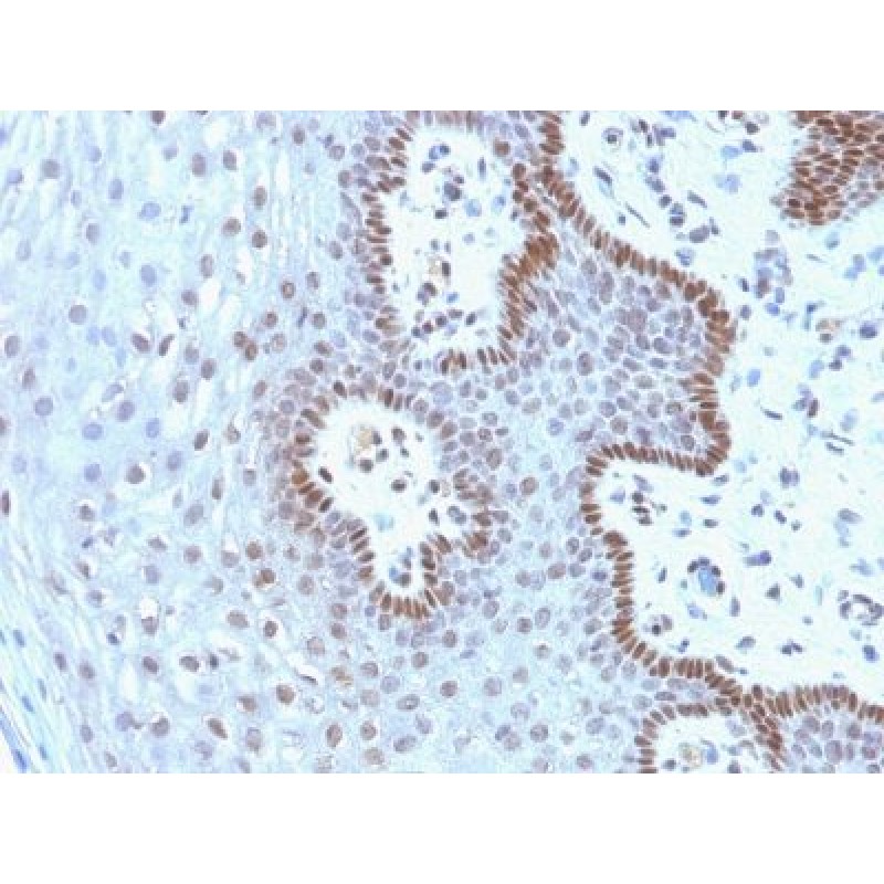 c-Myc(9E10.3), CF640R conjugate, 0.1mg/mL