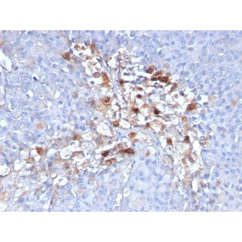 CD146 / MCAM / MUC18 / Mucin 18(C146/634), CF640R conjugate, 0.1mg/mL