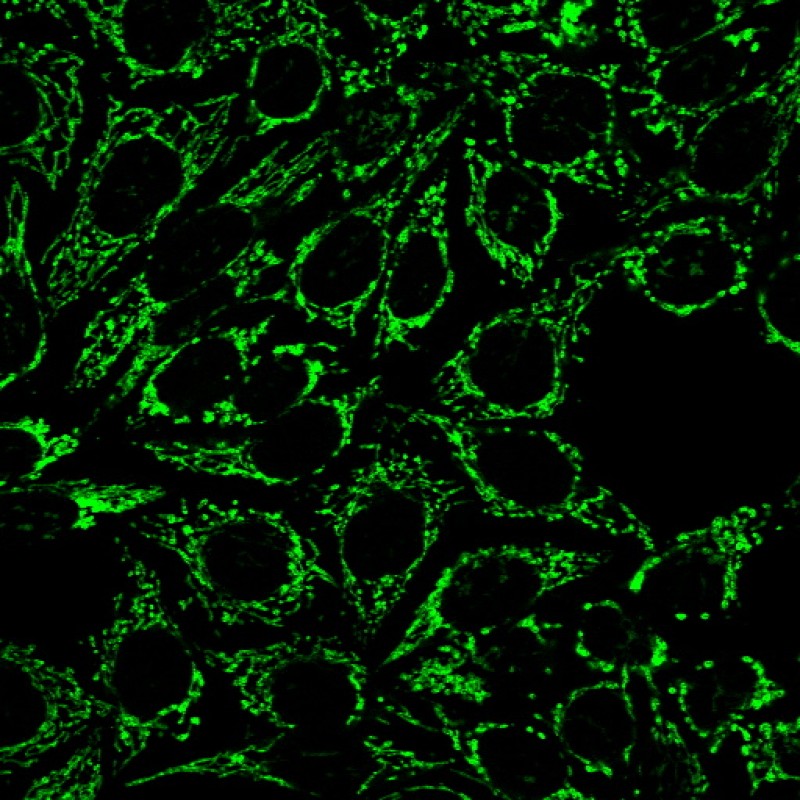 Mitochondrial Marker(MTC719), CF640R conjugate, 0.1mg/mL