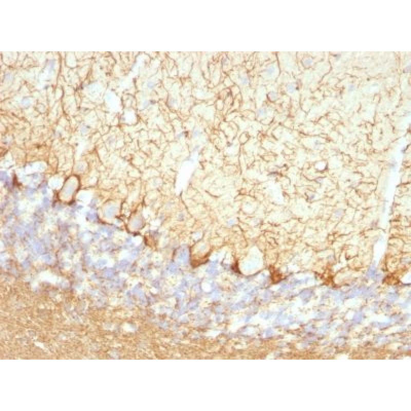 Neurofilament (NF-L)(NFL/736), CF640R conjugate, 0.1mg/mL