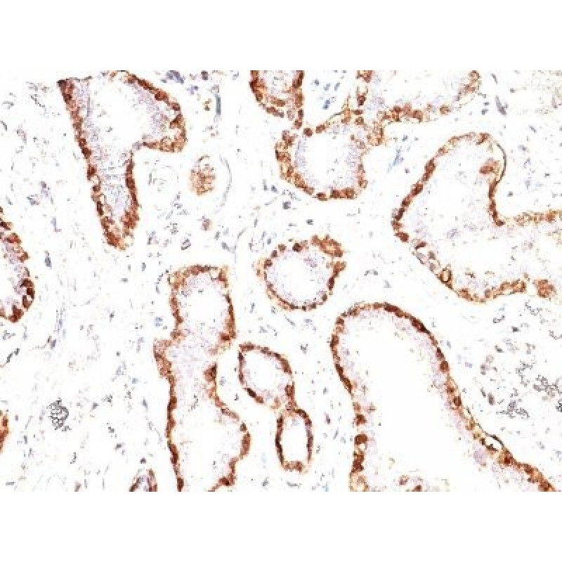 Calponin-1(CNN1/832), CF640R conjugate, 0.1mg/mL