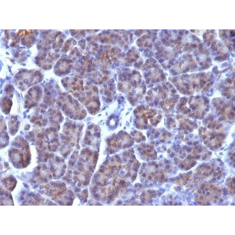 Nuclear Membrane(AE-5), CF640R conjugate, 0.1mg/mL