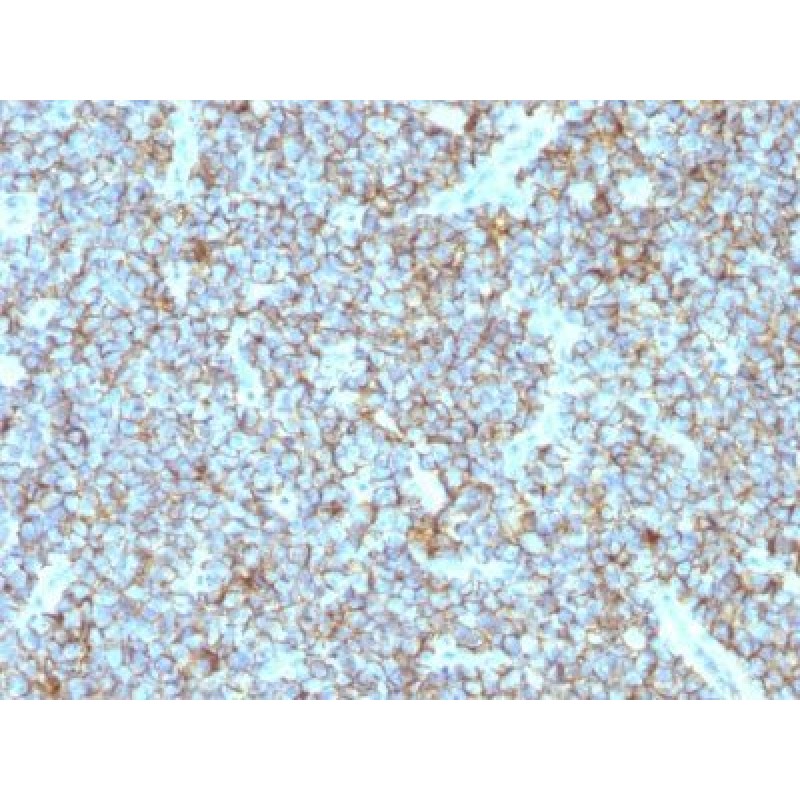 CD99(MIC2/877), CF640R conjugate, 0.1mg/mL