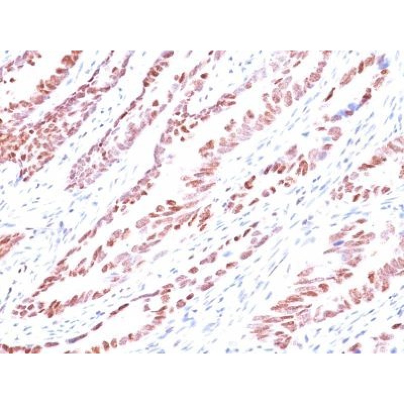 p57 / KIP2(KP10), CF640R conjugate, 0.1mg/mL