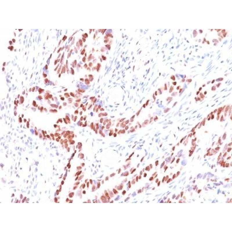 p57 / KIP2(KIP2/880), CF640R conjugate, 0.1mg/mL