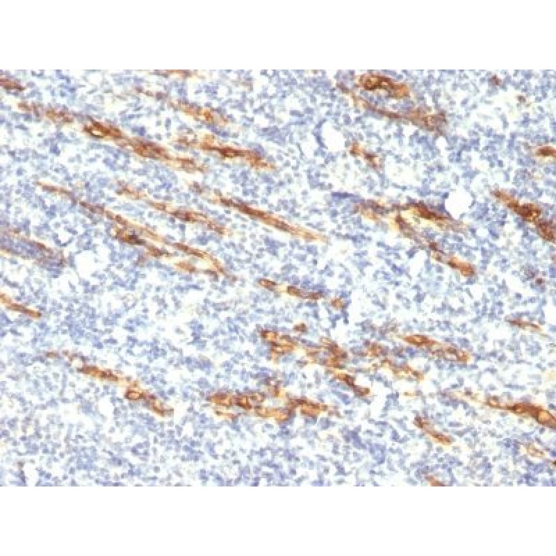 CD34(QBEnd/10 + HPCA1/763), CF640R conjugate, 0.1mg/mL