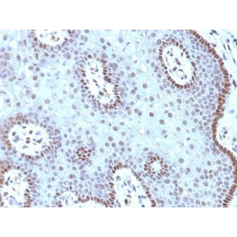 c-Myc(MYC909), CF640R conjugate, 0.1mg/mL