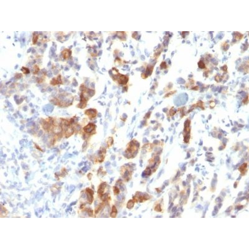 Mucin 5AC (MUC5AC)(MUC5AC/917), CF640R conjugate, 0.1mg/mL