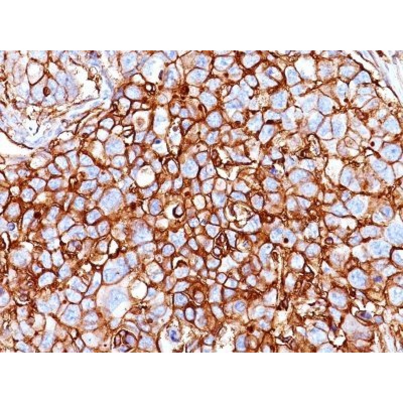 CD44 Standard(HCAM/918), CF640R conjugate, 0.1mg/mL