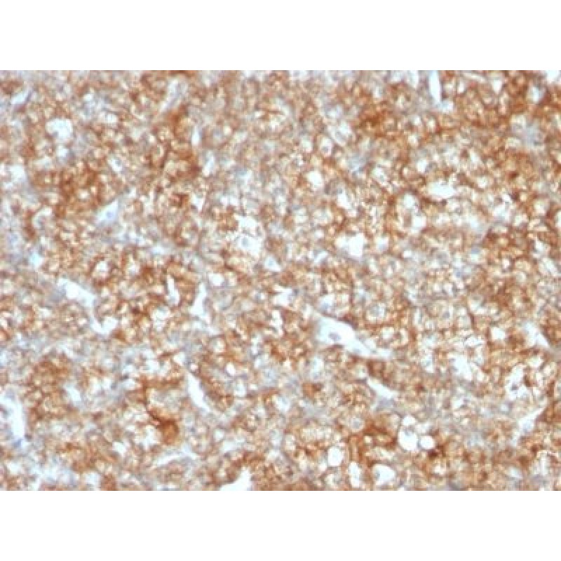 CD147(BSG/963), CF640R conjugate, 0.1mg/mL