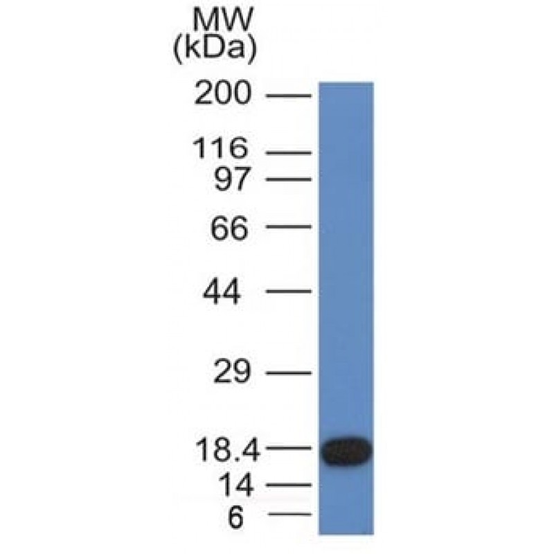 CD117(KIT/982), CF640R conjugate, 0.1mg/mL